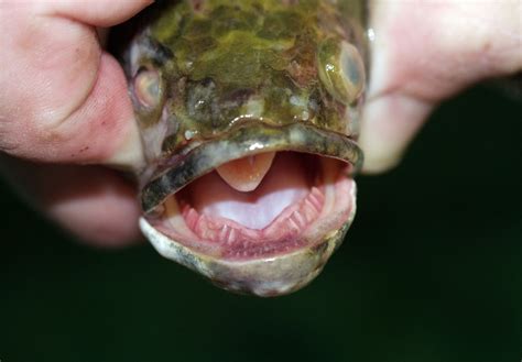 New sighting of 'Frankenfish' that can slither, breathe on land prompts reminder from officials